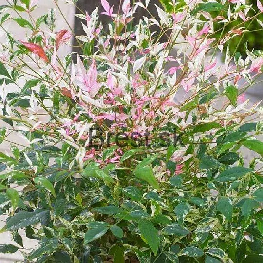 Nandina domestica twilight
